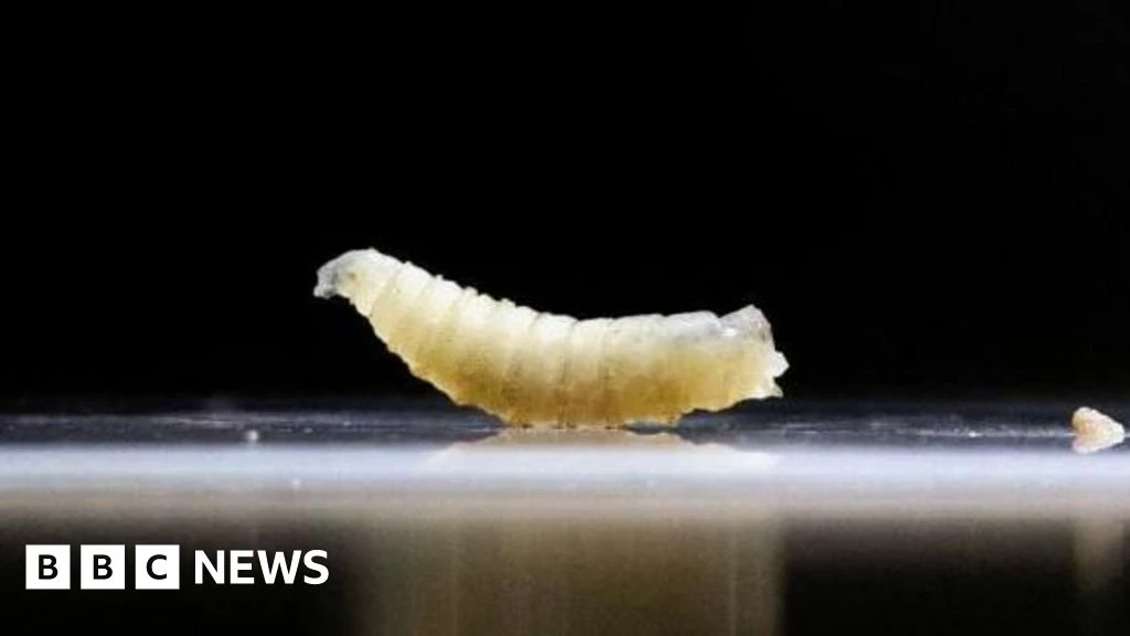 US Deploys Sterile Flies and Sniffer Dogs to Fight Screwworm Outbreak