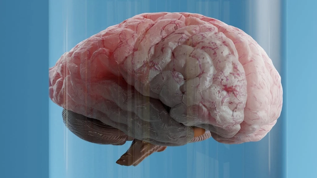 Visceral Fat Linked to Faster Brain Aging, Study Finds