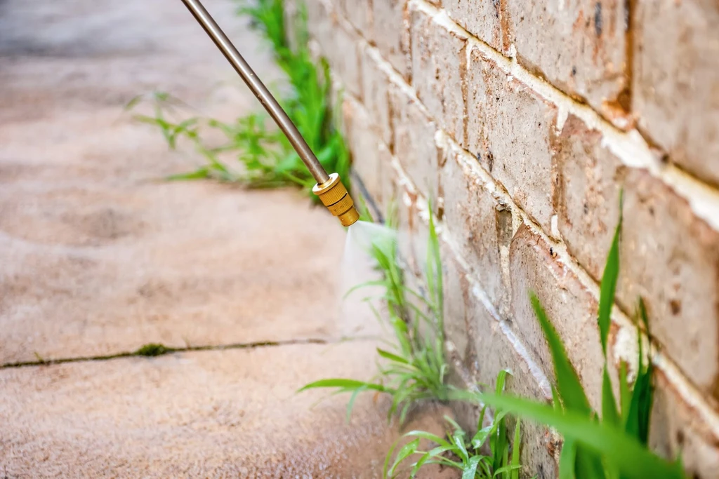 Vinegar as a Weed Killer: Effective Use Requires Avoiding Common Errors