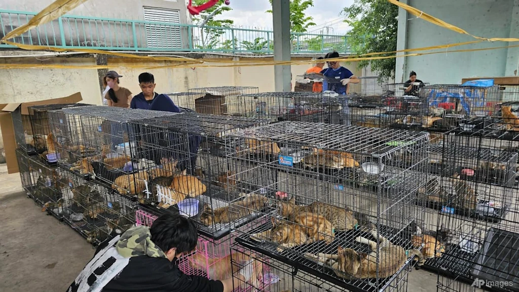 Vietnam Police Dismantle Major Cat Meat Ring, Seize Over 500 Animals