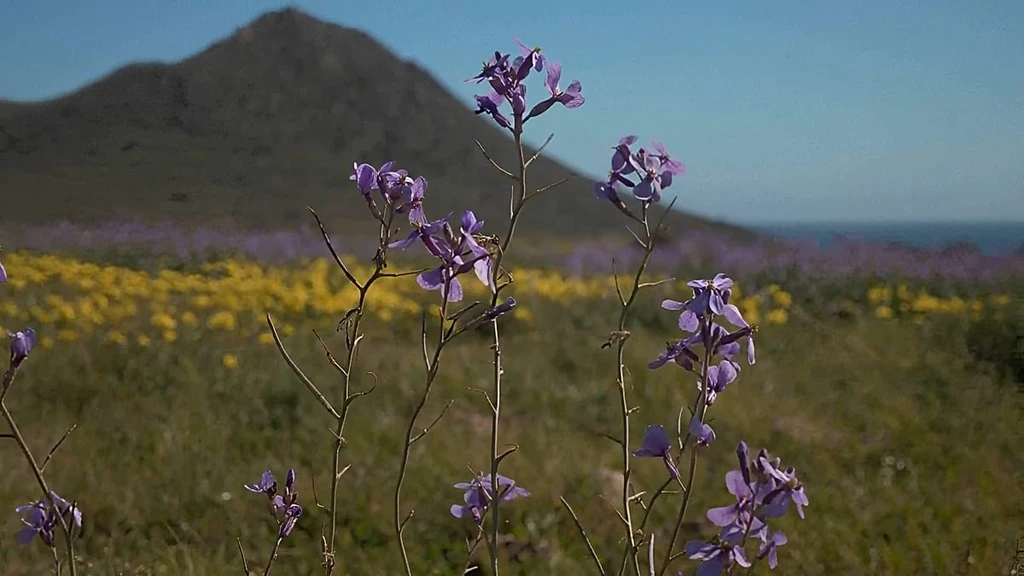 Southern Spain Blooms: Record Rainfall Ignites Arid Landscape