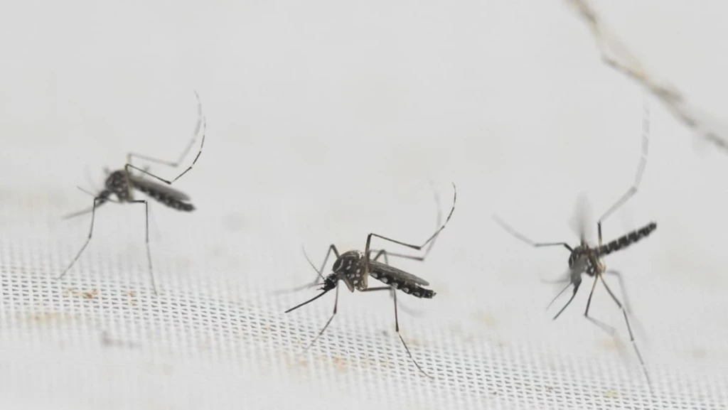 Singapore Expands Wolbachia Mosquito Program to Combat Dengue