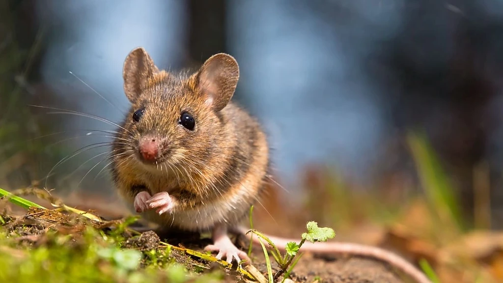 Hantavirus Outbreak on Cruise Ship: What You Need to Know