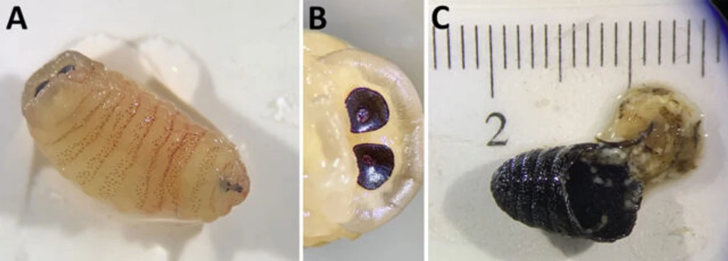 - Figure 1 - 