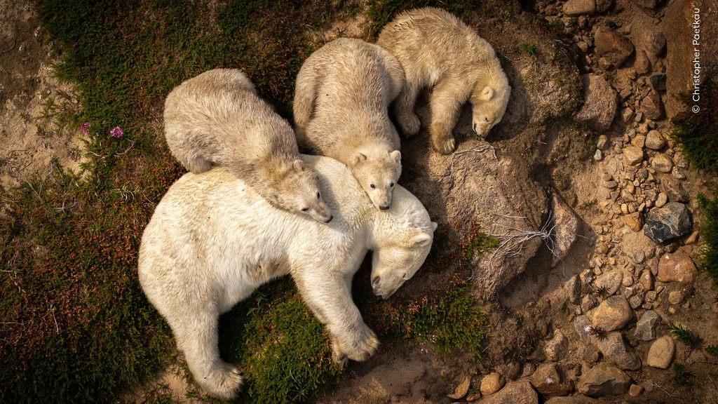 People's Choice Winner Revealed in Wildlife Photographer of the Year