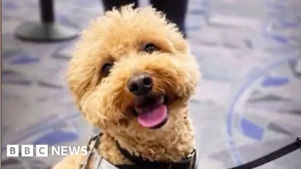 Woman Charged After Dog Abandoned at Las Vegas Airport
