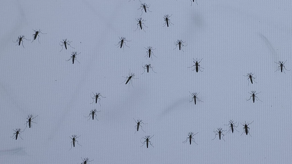 German Mosquito Surge: Expert Warns of Aggressive Asian Tiger Species