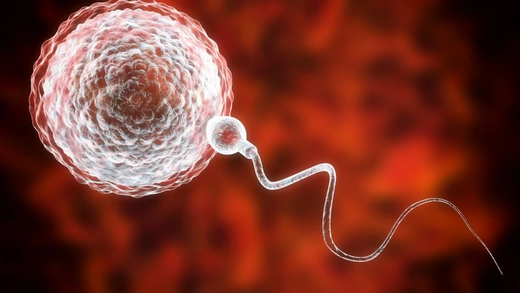 World First: Man Regains Fertile Sperm After Childhood Testicle Transplant