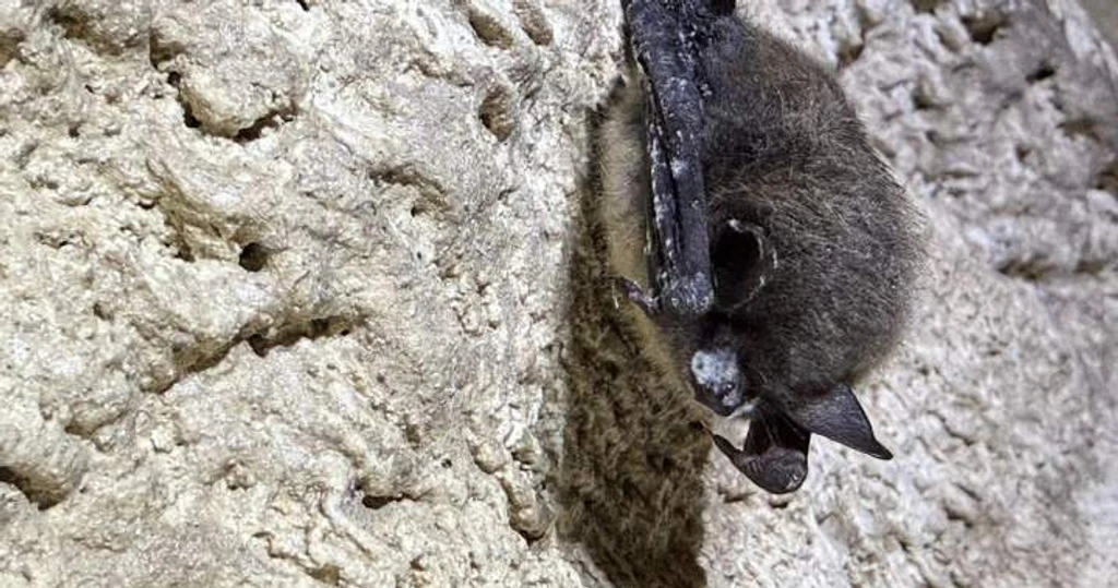 Parks Canada Battles White-Nose Syndrome Threatening Alberta's Bats