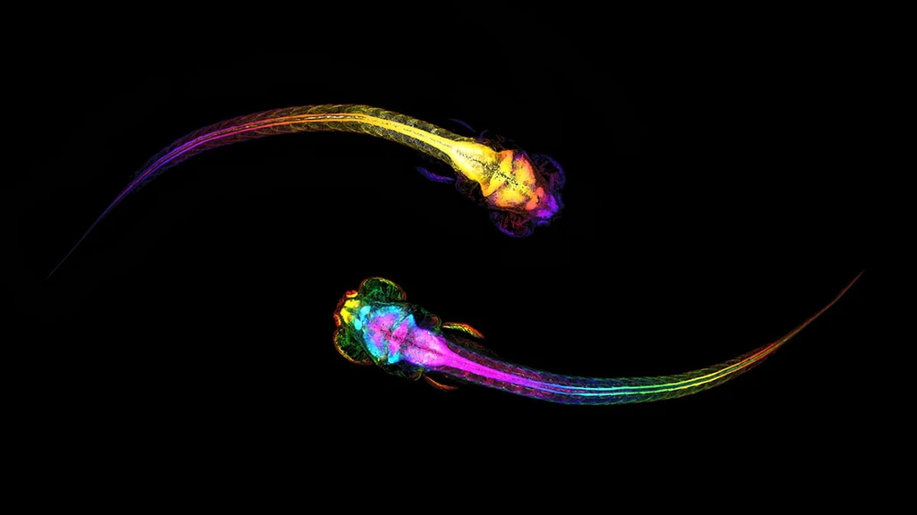 Brain Scans Reveal Neurons Rehearse Social Moves Before You Act