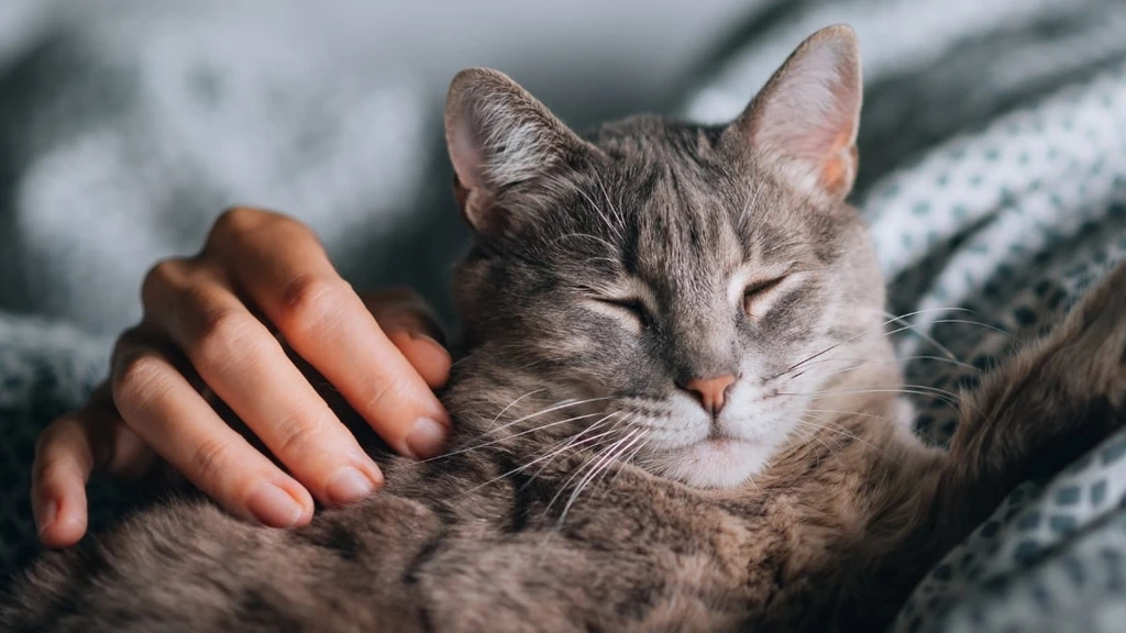 New Study Reveals Cats May Intensify Momentary Stress